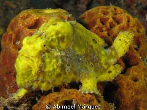 Frogfish-1 by Abimael Márquez 